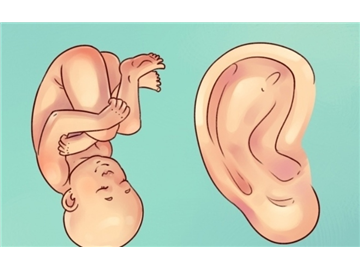 Sự thật thú vị về đôi tai hầu hết mọi người không biết